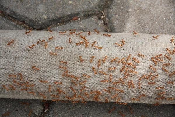 Click for the original image