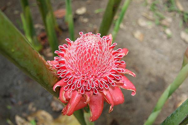 Click for the original image