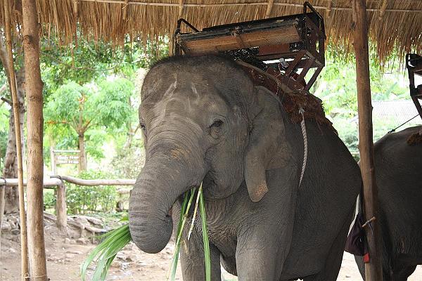 Click for the original image