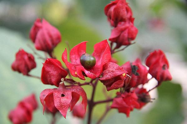 Click for the original image