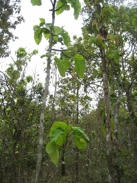 Click for the original image