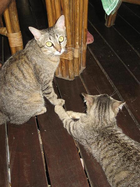 Click for the original image