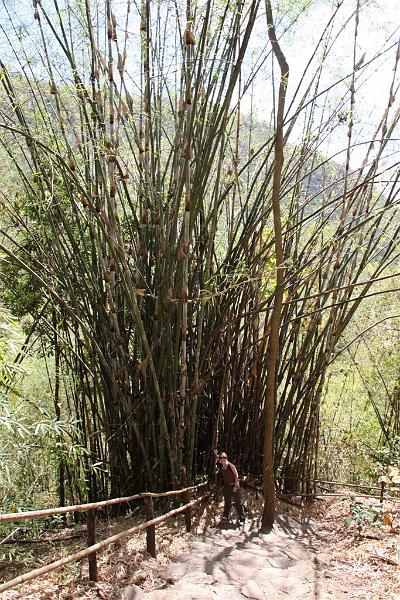 Click for the original image