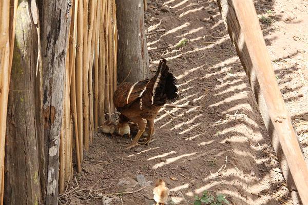 Click for the original image