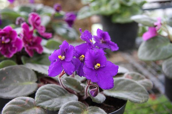 Click for the original image