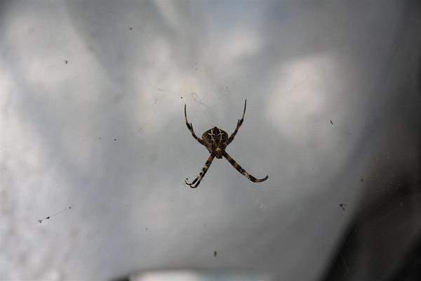 Click for the original image