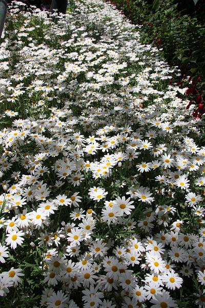 Click for the original image