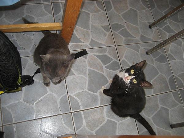 Click for the original image