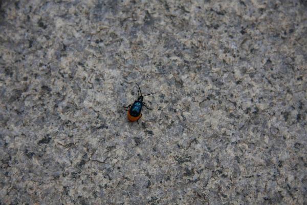 Click for the original image