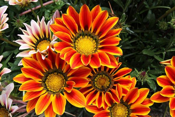 Click for the original image