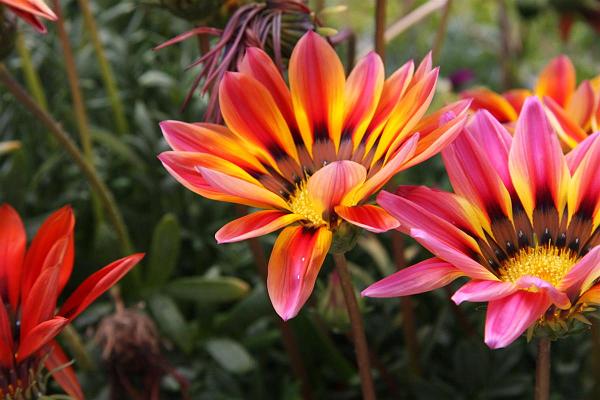 Click for the original image