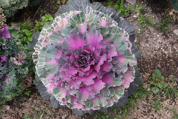 Click for the original image