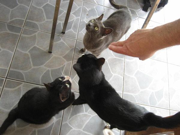 Click for the original image