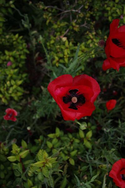 Click for the original image