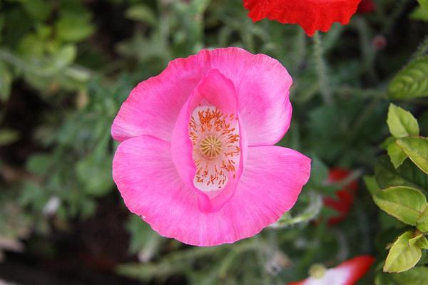 Click for the original image