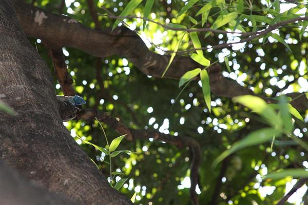 Click for the original image