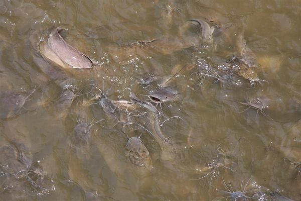 Click for the original image