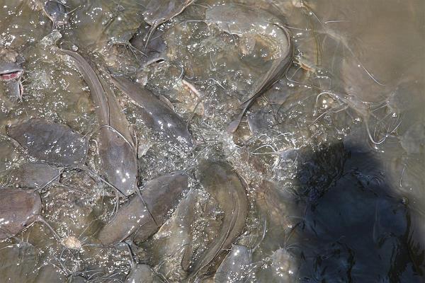 Click for the original image