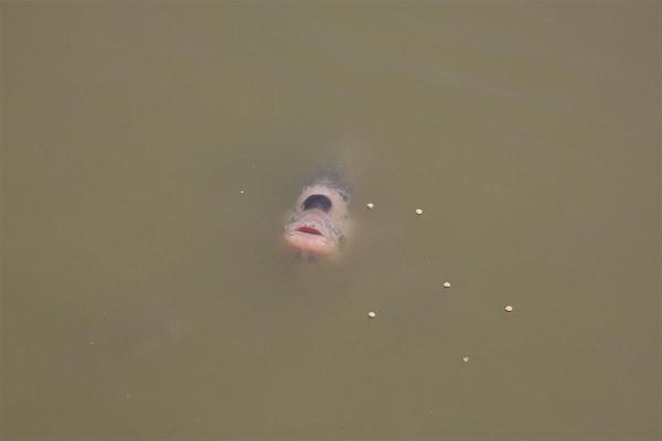 Click for the original image