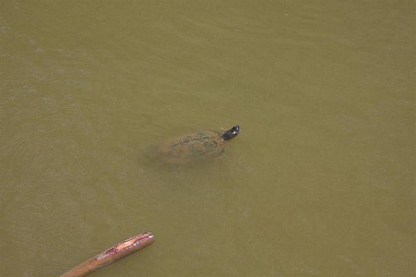 Click for the original image