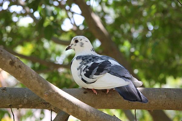 Click for the original image