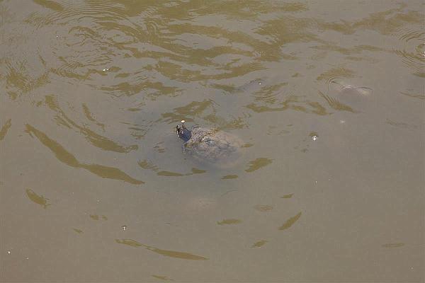 Click for the original image