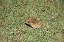 img_1881 * 1200 x 800 * (221KB)