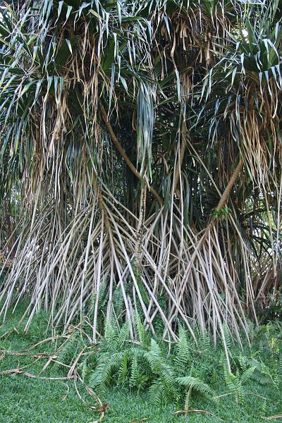 Click for the original image